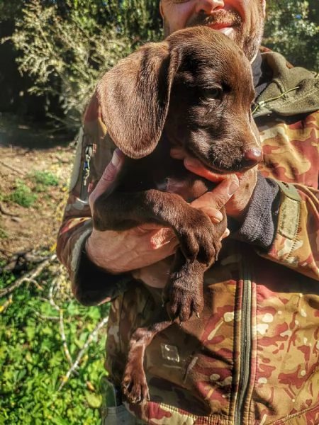 Cuccioli Springer SpanielBracco Tedesco | Foto 0