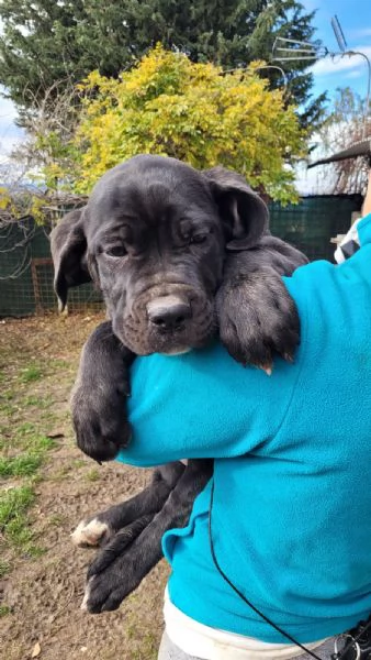 Cuccioli di Cane Corso | Foto 6