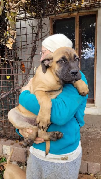 Cuccioli di Cane Corso | Foto 1