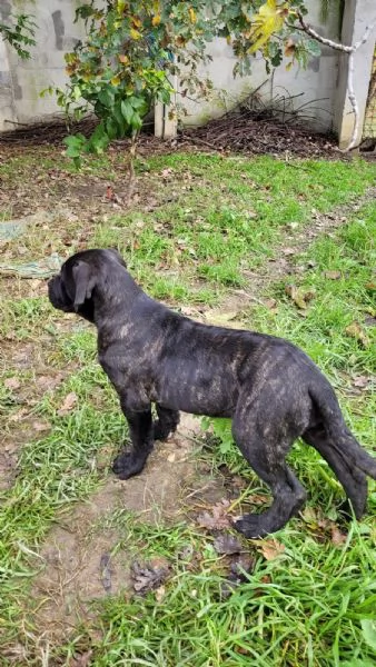 Cuccioli di Cane Corso | Foto 0