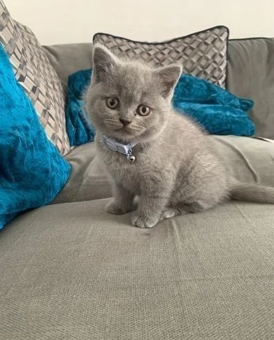 British shorthair domestico