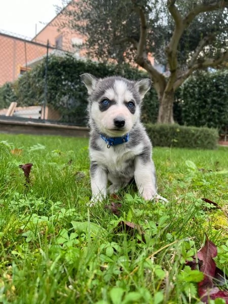 Cuccioli husky  | Foto 1