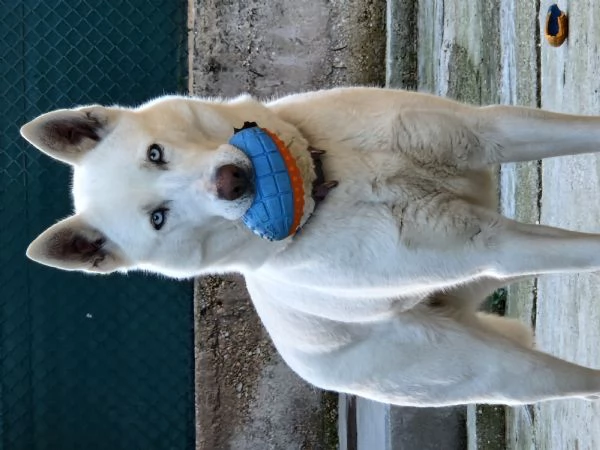 Cuccioli husky  | Foto 0