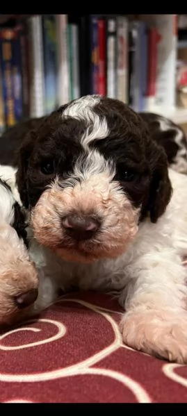 Cuccioli di lagotto 