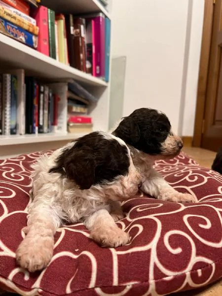 Cuccioli di lagotto  | Foto 0