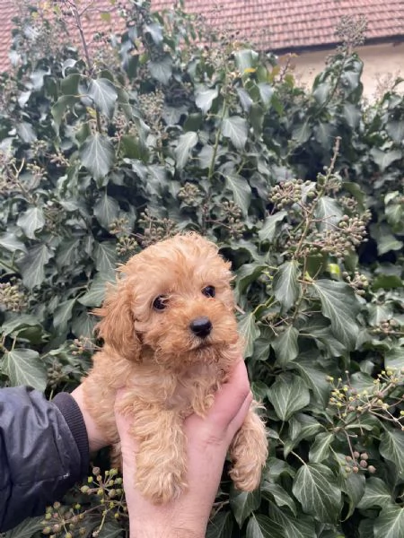 Cuccioli barboncino toy | Foto 6