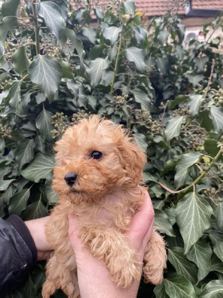 Cuccioli barboncino toy | Foto 1