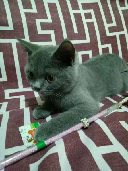 Graziosi gattini British Blue Shorthair