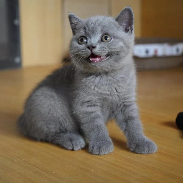 Graziosi gattini British Blue Shorthair | Foto 4