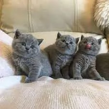 Graziosi gattini British Blue Shorthair