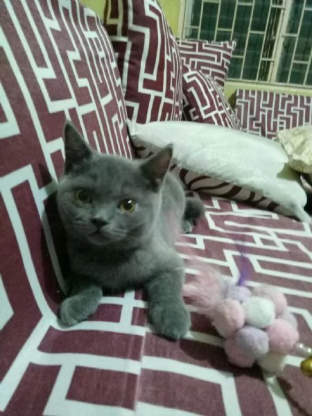 Graziosi gattini British Blue Shorthair | Foto 5