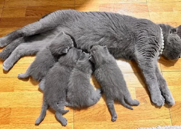 Graziosi gattini British Blue Shorthair | Foto 6