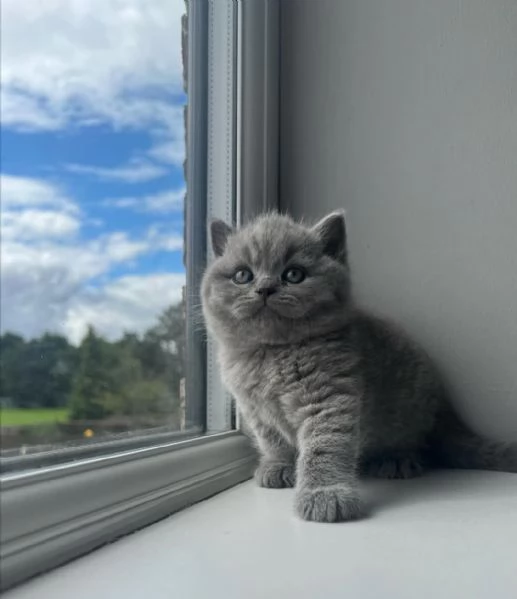 Graziosi gattini British Blue Shorthair | Foto 4