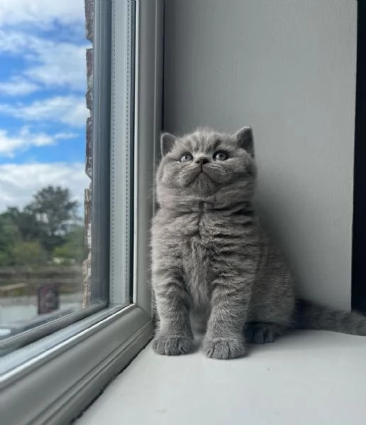 Graziosi gattini British Blue Shorthair | Foto 2