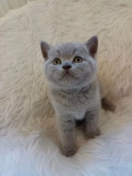 Graziosi gattini British Blue Shorthair | Foto 3