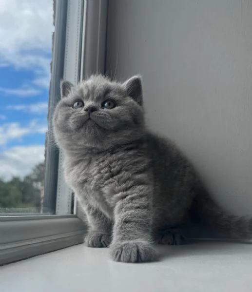 Graziosi gattini British Blue Shorthair | Foto 2