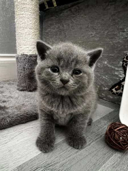 Graziosi gattini British Blue Shorthair