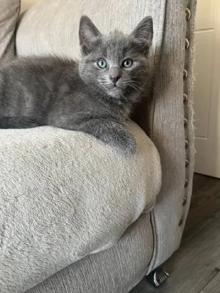 Graziosi gattini British Blue Shorthair | Foto 4