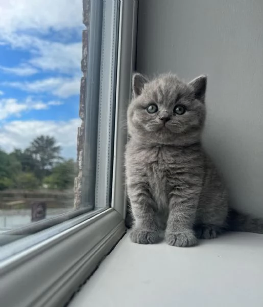 Graziosi gattini British Blue Shorthair