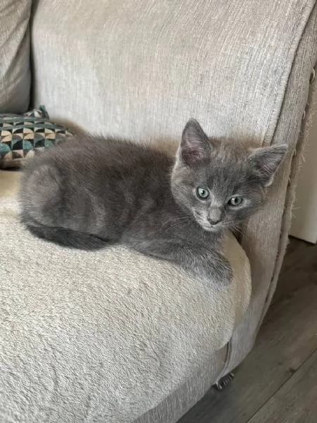   Graziosi gattini British Blue Shorthair