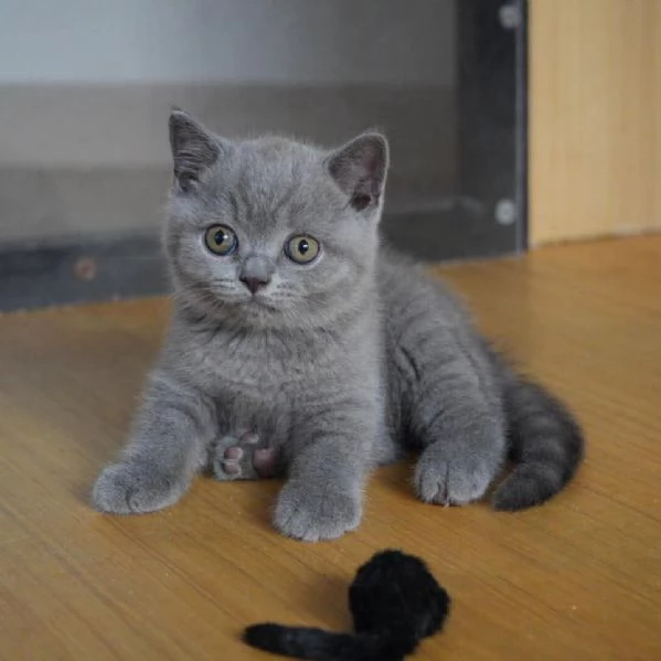   Graziosi gattini British Blue Shorthair | Foto 3