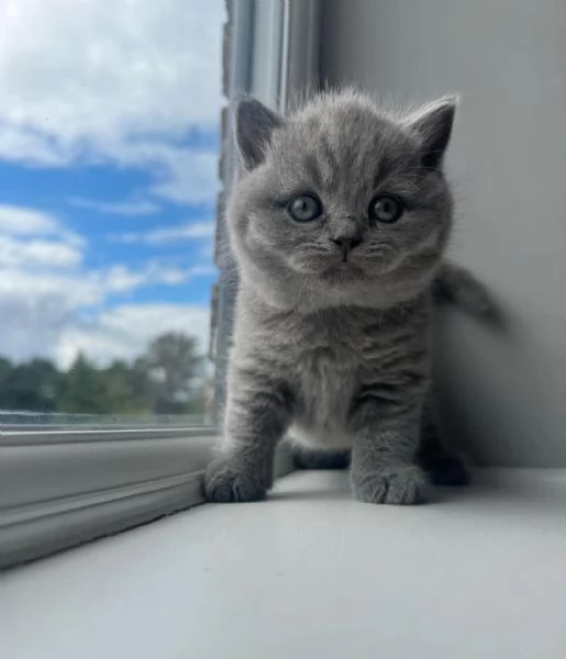   Graziosi gattini British Blue Shorthair