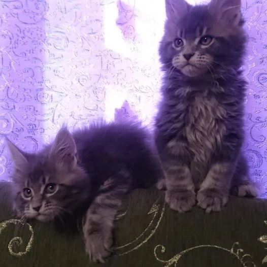 Gattini Maine Coon disponibili | Foto 5