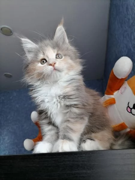 Gattini Maine Coon disponibili | Foto 0