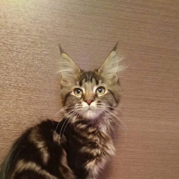 Gattini Maine Coon disponibili | Foto 4