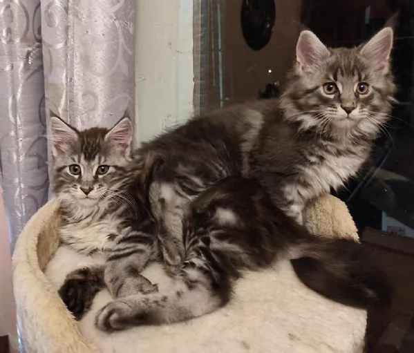 Gattini Maine Coon disponibili | Foto 1