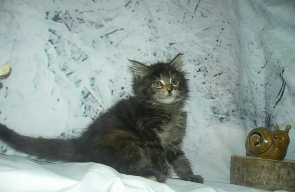 Gattini Maine Coon disponibili | Foto 3