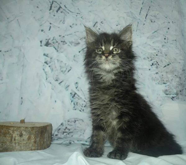 Gattini Maine Coon disponibili | Foto 6