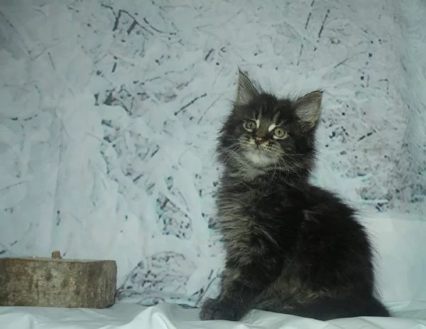 Gattini Maine Coon disponibili | Foto 3