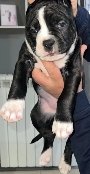 Amstaff | Foto 1