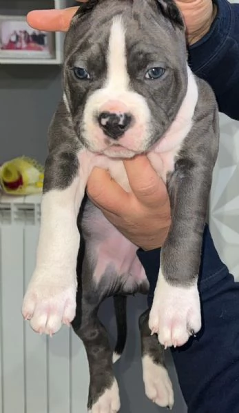 Amstaff | Foto 0