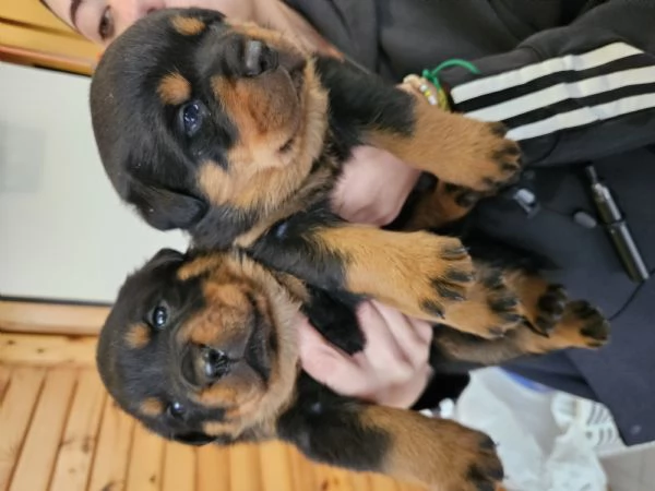 Cuccioli di Rottweiler  | Foto 2