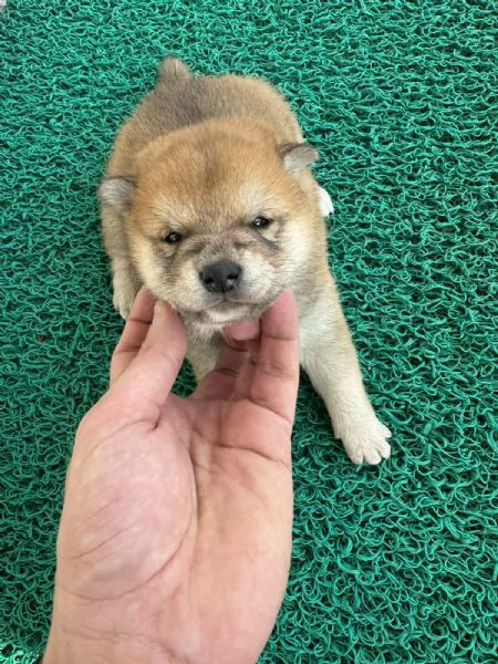 Cuccioli di Shiba Inu | Foto 2