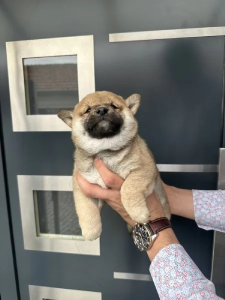 Cuccioli di Shiba Inu | Foto 1