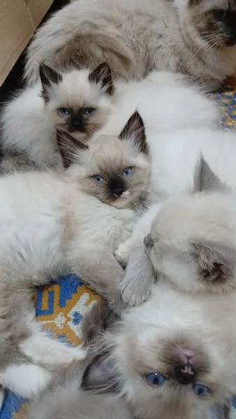 Ragdoll 10 | Foto 4