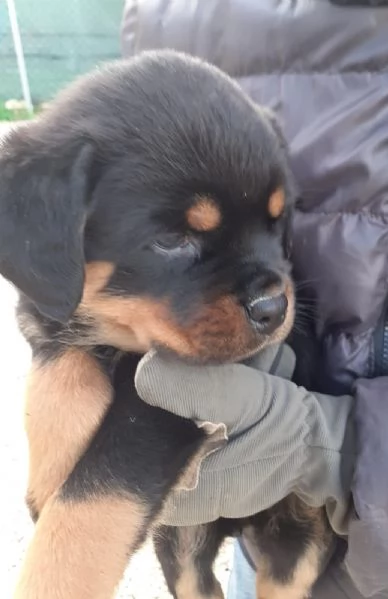 Rottweiler eccezionali 