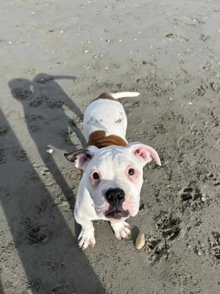 Cuccioli di Bulldog americano | Foto 1