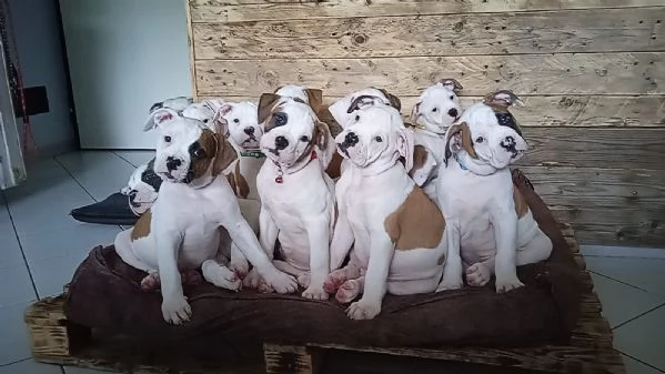 Cuccioli di Bulldog americano | Foto 0