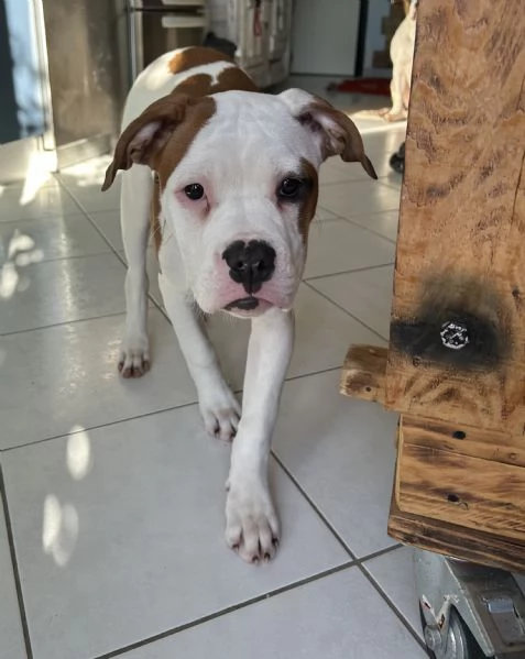 Cuccioli di bulldog americano | Foto 4