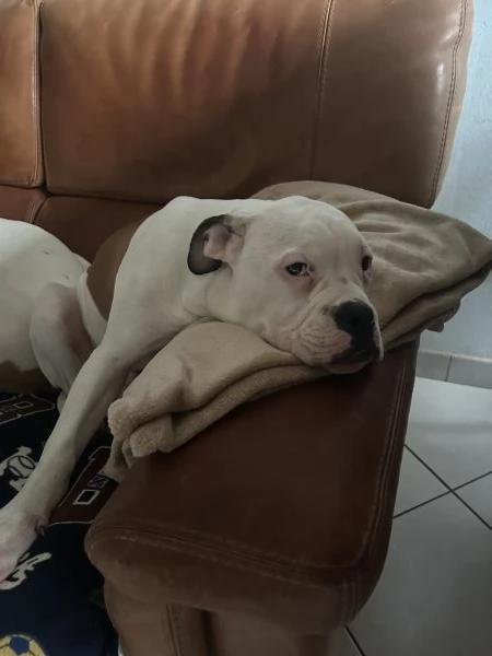 Cuccioli di bulldog americano | Foto 3