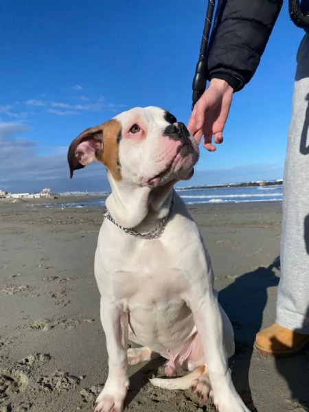 Cuccioli di bulldog americano | Foto 2