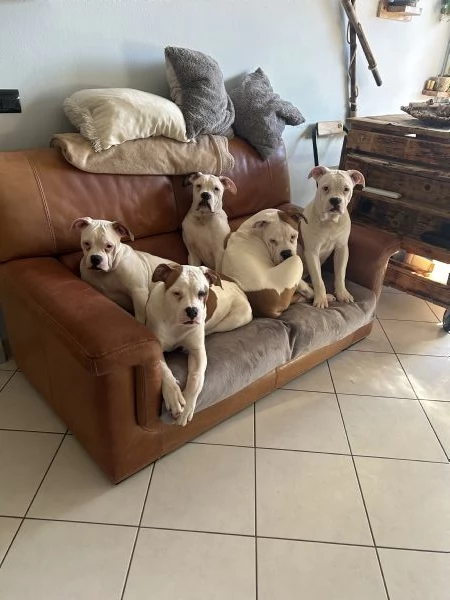 Cuccioli di bulldog americano