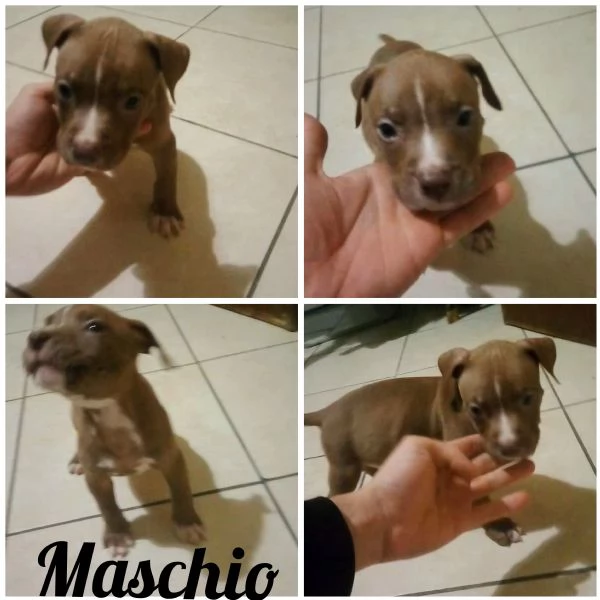 Cuccioli Pitbull  | Foto 3