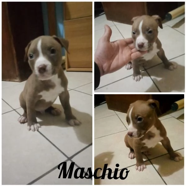 Cuccioli Pitbull  | Foto 1