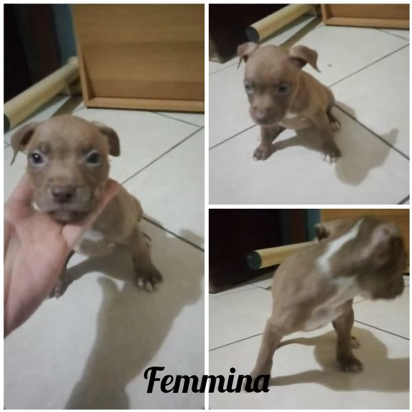 Cuccioli Pitbull  | Foto 0