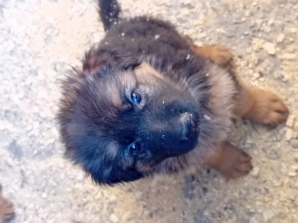 Cuccioli di Pastore tedesco  | Foto 0